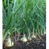 Plántula de Cebolla Blanca -  Plántulas