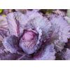 Plántulas de repollo morado -  Plántulas
