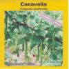 Semilla de Canavalia -  Semillas de Pasto