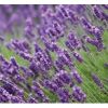 Semilla de Lavanda -  Semillas Aromáticas