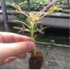 Medio de Propagación Vegetal Ultrafoam -  Bandejas Germinadoras y tubetes