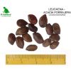 Semilla de Leucaena-Acacia forrajera -  Semillas de Pasto