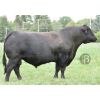 Angus Negro Full Power -  Genética Bovina Línea Carne