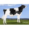 Holstein Avatar -  Genética Bovina Línea Leche