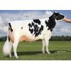 Holstein Bertaggia-ET -  Genética Bovina Línea Leche