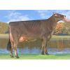 Pardo Suizo Blooming-ET -  Genética Bovina Línea Leche