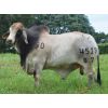 Brahman Bruselas Tame Carrao T.E. 4519/87 -  Genética Bovina Línea Carne