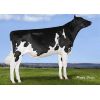 Holstein Buffalo -  Genética Bovina Línea Leche