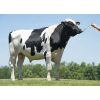 Holstein Fabulous -  Genética Bovina Línea Leche