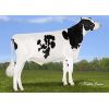 Holstein Orion -  Genética Bovina Línea Leche