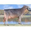 Pardo Suizo Salomon -  Genética Bovina Línea Leche