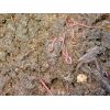 Semilla Viva de Lombriz Californiana -  Abonos y Fertilizantes