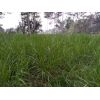 Semilla de Brachiaria Brizantha cv. BRS Piata -  Semillas de Pasto
