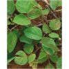 Semilla de Kudzu Tropical -  Semillas de Pasto