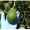 Aguacate Hass -  Productos agrícolas