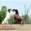 JOLLY BALL 10" JUGUETE PARA CABALLOS -  Accesorios para caballistas