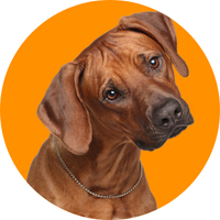 Productos para mascotas y caballos
