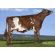 Ayrshire Bigtime -  Genética Bovina Línea Leche