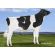 Holstein Classic -  Genética Bovina Línea Leche