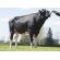 Holstein Lautrust -  Genética Bovina Línea Leche