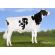 Holstein Orion -  Genética Bovina Línea Leche