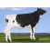 Holstein Prospectus -  Genética Bovina Línea Leche