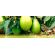 Aguacate Papelillo / Lorena -  Productos agrícolas