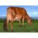 Ayrshire Bigstar -  Genética Bovina Línea Leche