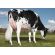 Holstein Byway -  Genética Bovina Línea Leche