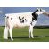 Holstein Byway -  Genética Bovina Línea Leche