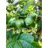Semillas de sacha inchi /grano -  Otros Productos